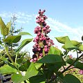 Syringa 'Masena'