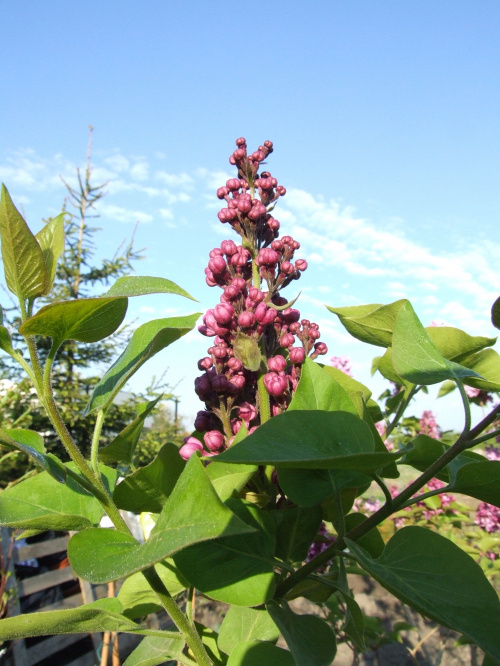 Syringa 'Masena'