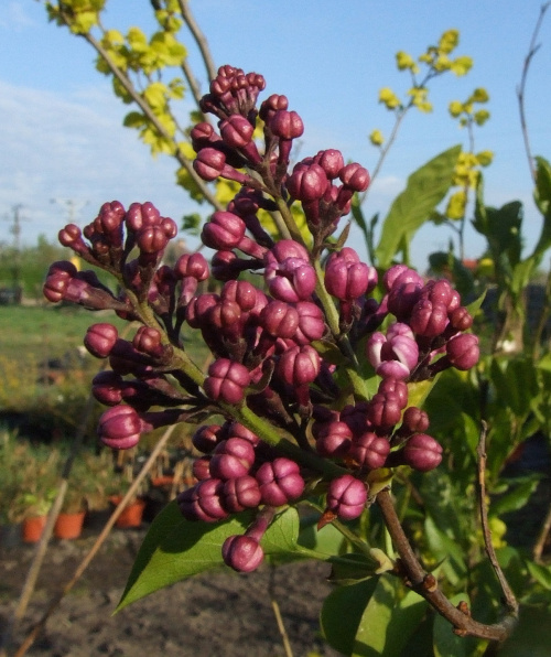 Syringa 'Sensation'