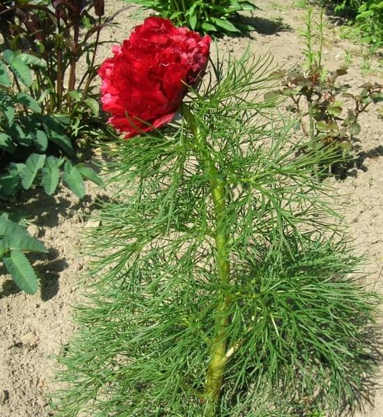 Paeonia tenuifolia