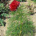 Paeonia tenuifolia