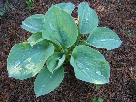 Hosta Spilt milk