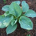 Hosta Spilt milk