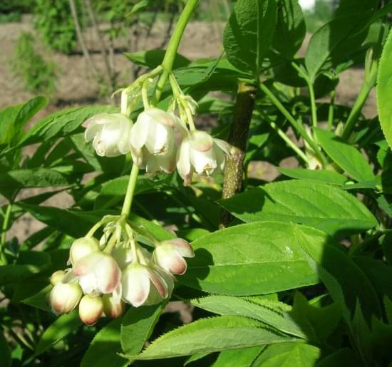 Staphylea pinnata.Kłokoczka