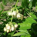 Staphylea pinnata.Kłokoczka