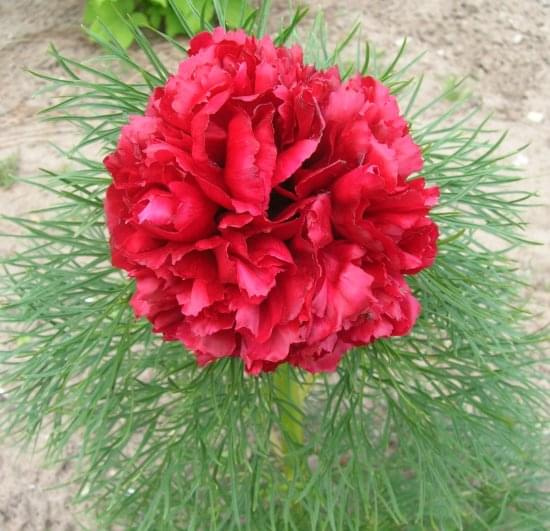 Paeonia tenuifolia