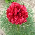 Paeonia tenuifolia