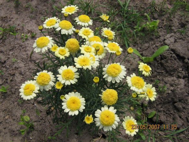 kwiatki żółte