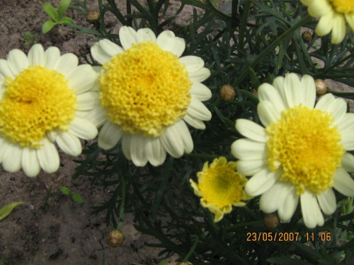 kwiatki żółte