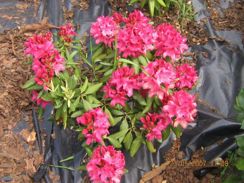 rododendron