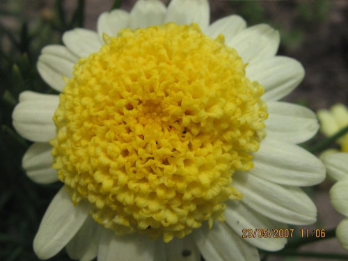 żółty kwiatek