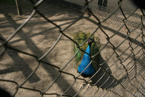 Ciągle czekam na "widzów" haha
maj 2008r.