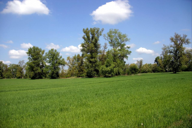 Tereny nad Wisłą - okolice Ciechocinka - maj 2008r.