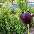 tulipany jeszcze raz ... #kwiaty #ogród #tulipany