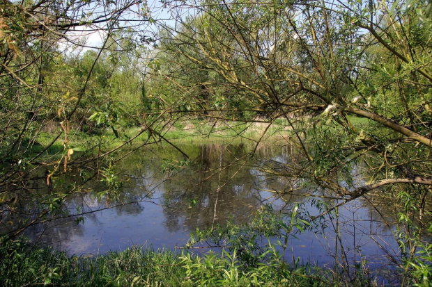 Tereny nad Wisłą - okolice Ciechocinka - maj 2008r.