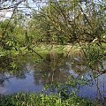 Tereny nad Wisłą - okolice Ciechocinka - maj 2008r.