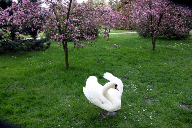 Kompleks parkowy w Ciechocinku -i jedna z jego "ozdób" maj 2008r.