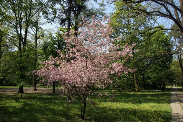 Kompleks parkowy - Ciechocinek - maj 2008r.