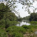 Tereny nad Wisłą - okolice Ciechocinka - maj 2008r.