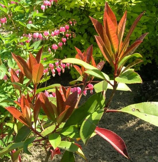 Photinia