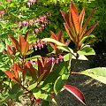 Photinia