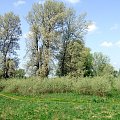 Tereny nad Wisłą koło Ciechocinka - maj 2008r.