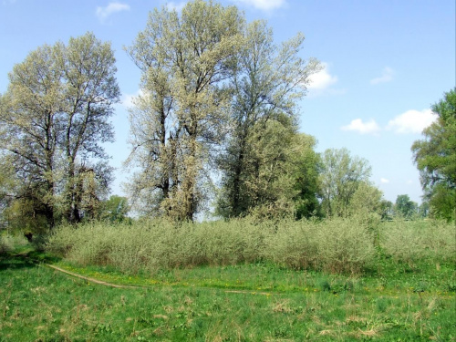 Tereny nad Wisłą koło Ciechocinka - maj 2008r.