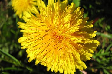 alora Piskorzyny #TaraPiskorzynaKwiatki #rośliny #dmuchawiec