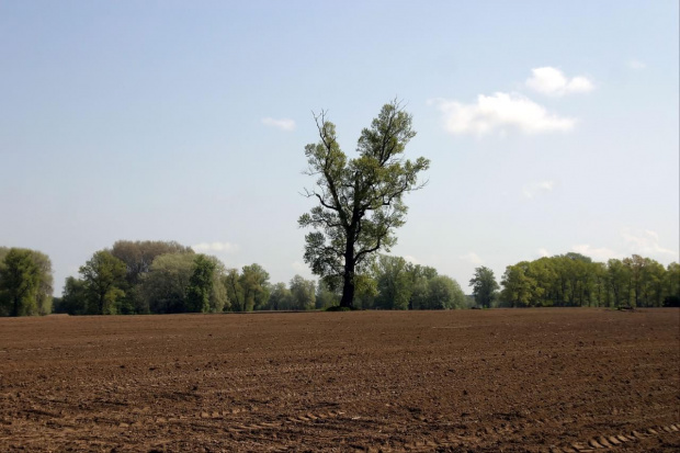 Tereny nad Wisłą - okolice Ciechocinka - maj 2008r.