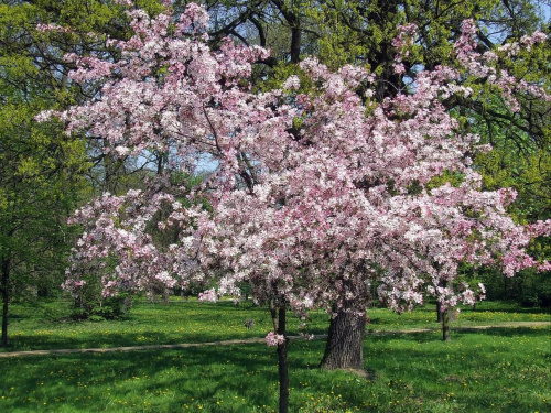 Kompleks parkowy w Ciechocinku
maj 2008r.