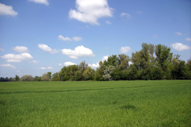 Tereny nad Wisłą - okolice Ciechocinka - maj 2008r.