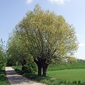 Tereny nad Wisłą koło Ciechocinka - maj 2008r.