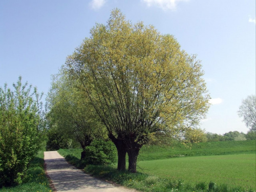 Tereny nad Wisłą koło Ciechocinka - maj 2008r.