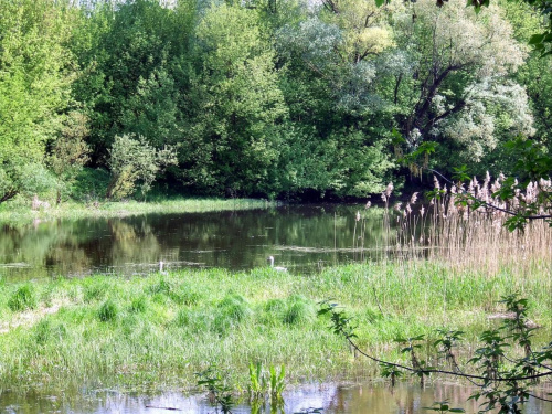 Nadwiślańskie bagna - koło Ciechocinka - maj 2008r.