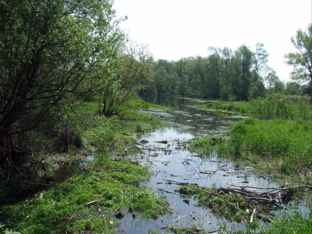 Nadwiślańskie bagna - koło Ciechocinka - maj 2008r.