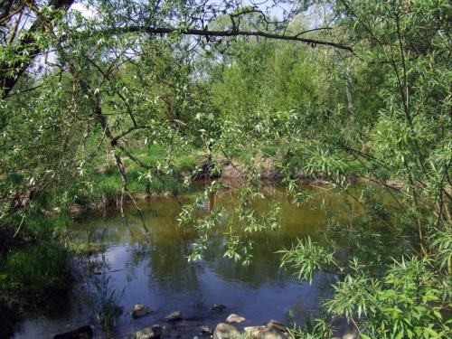 Nadwiślańskie bagna - koło Ciechocinka - maj 2008r.