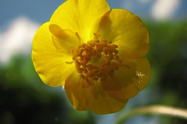 alora Piskorzyny #TaraPiskorzynaKwiatki #rośliny #dmuchawiec