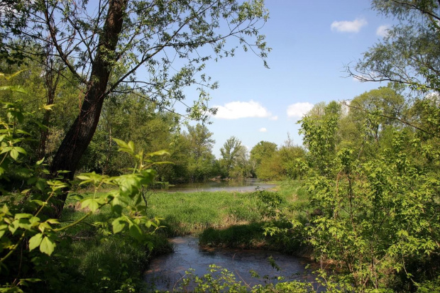 Tereny nad Wisłą - okolice Ciechocinka - maj 2008r.