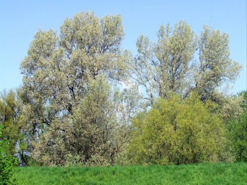 Tereny nad Wisłą koło Ciechocinka - maj 2008r.