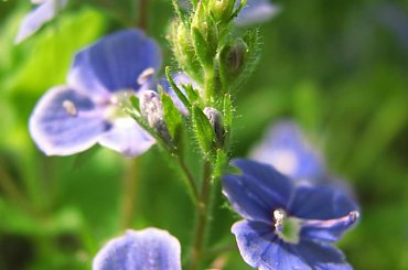 alora Piskorzyny #TaraPiskorzynaKwiatki #rośliny #dmuchawiec