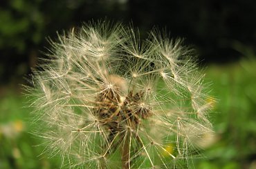 alora Piskorzyny #TaraPiskorzynaKwiatki #rośliny #dmuchawiec