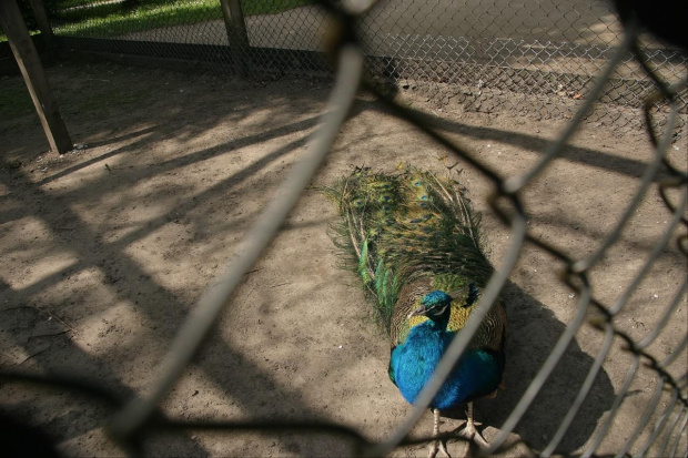 Za darmo "tego nie robię haha"
maj 2008r.