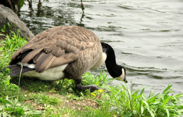 Dzika gęś #park