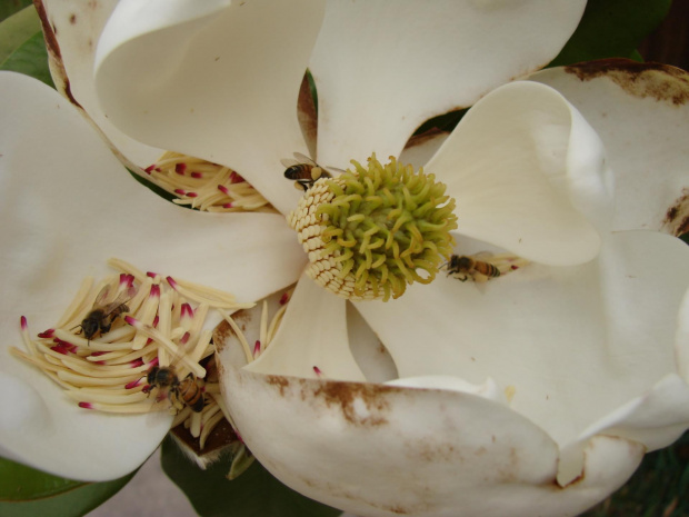 Magnolia olbrzymia