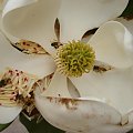 Magnolia olbrzymia