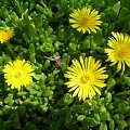 Delosperma nubigenum