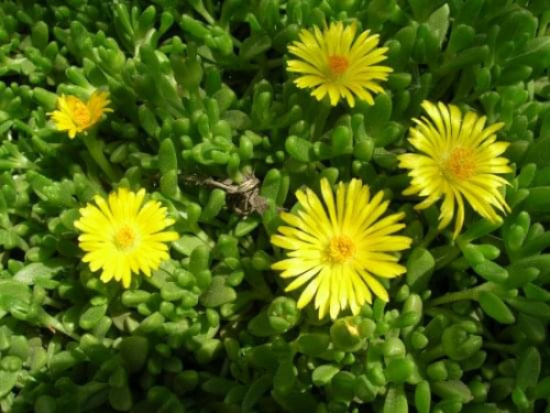 Delosperma nubigenum