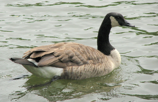 Dzika gęś #park