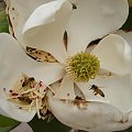 Magnolia olbrzymia