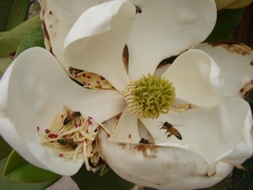 Magnolia olbrzymia